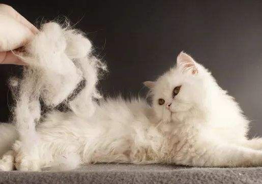 猫咪掉进火锅 老板将赔付1万3，9人被烫伤！