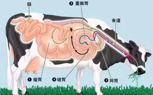 甲烷这么清洁高效的燃料，哺乳动物为什么当做屁放了？