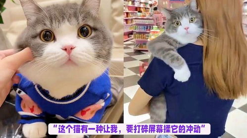 网友评论截图 - 猫咪掉进火锅事件