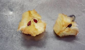 苹果核长出的小盆栽