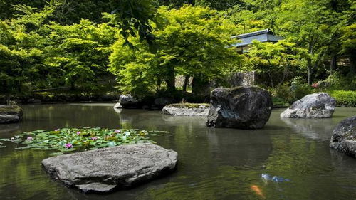 梦境中走入幽深森林的人<p>醒来后，他翻阅古籍，发现古人常以“猴”象征“心猿意马”，即人心躁动不安的状态；“森林”则象征纷繁复杂的思绪世界。</p><br><p>所谓“猴子森林”，其实是每个人都要面对的心魔之地。</p><br><h2 id=