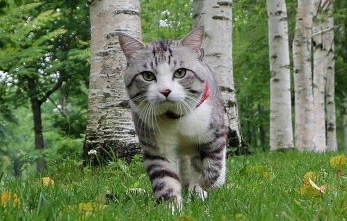 从“猫爷”到全民模仿，这股“猫步潮”到底有多上头？