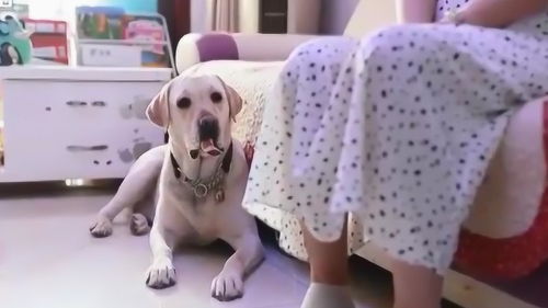 导盲犬与主人乘坐出租车