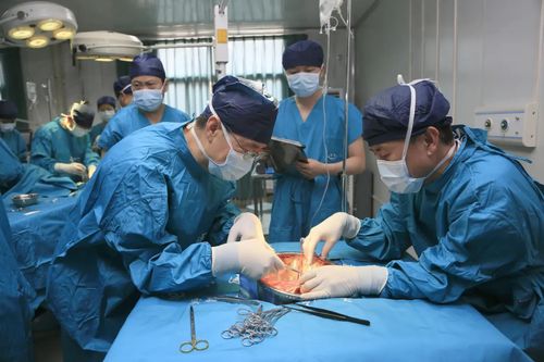 猪肾人体移植靠谱吗？我亲历的医学奇迹与背后的风险真相