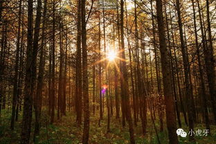 阳光洒落的林间小路象征自由与希望