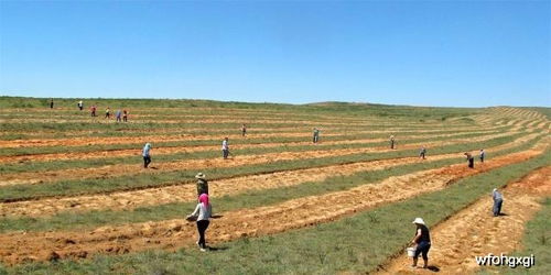 李晨阳在沙漠中种植树苗