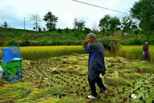 南麻豁的记忆：一段关于故乡与时光的温柔回溯