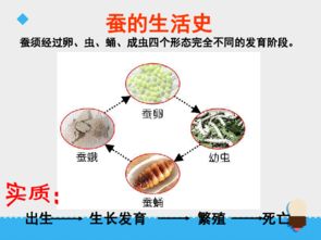 肝吸虫生命周期示意图