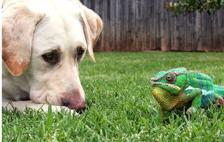 院子里的变色龙和四眼鱼