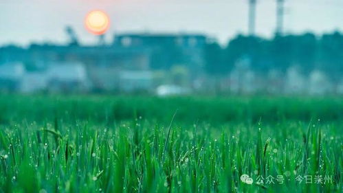 立夏时节万物皆长大｜我眼中的初夏之美