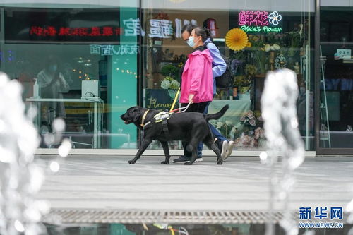 城市街道上导盲犬引导视障人士过马路