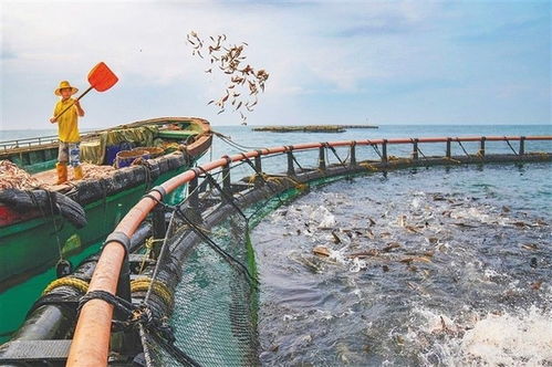 &ldquo;蓝色粮仓&rdquo;建设持续推进，我在海南见证海洋牧歌新篇章