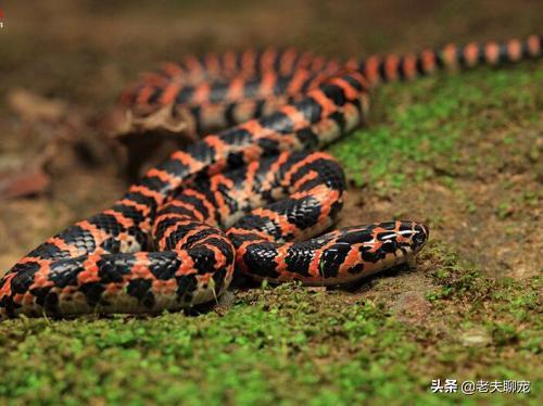 美国男子注射蛇毒18年，血液产生抗体！这背后到底发生了什么？