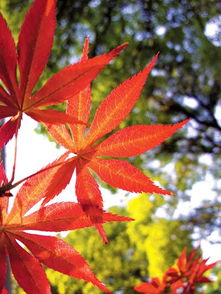 初夏阳光透过树叶<h2 id=