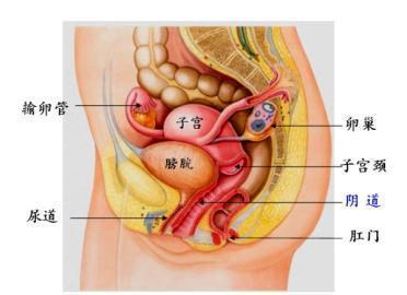 男性患子宫肌瘤论文怎么发出来的？医学界的‘乌龙’还是新发现？