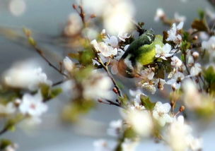 院子里的动物世界：一只猫头鹰引发的奇妙故事