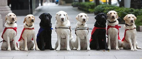 酒店前台工作人员拒绝导盲犬进入