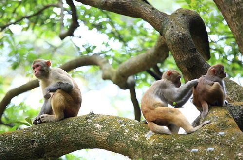 我被猴子抢食还挨了一巴掌，张家界景区野生猕猴惹的祸？