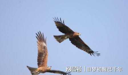 院子里的老鹰模型