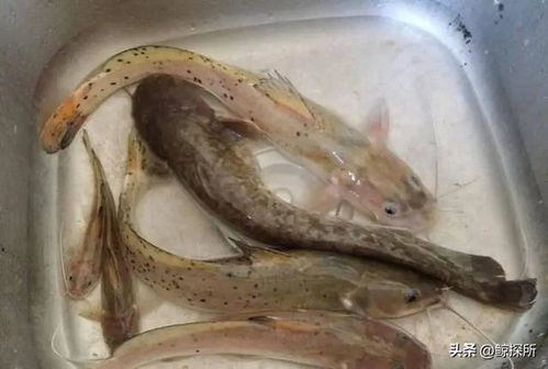 正确烹饪淡水鱼步骤图解