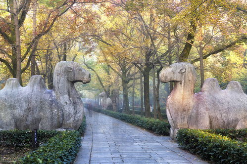游客在明孝陵景区排队参观现场