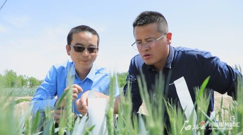 新疆青年在田间地头工作