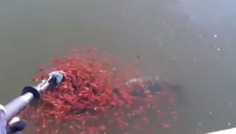 女生成功钓起一条大鱼并露出笑容<p>现场顿时响起掌声和惊呼，连旁边的几个老钓客都忍不住夸赞：“这姑娘有点东西！”</p><h3 id=