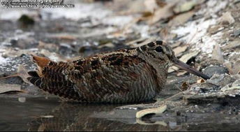 一只健康的丘鹬在野外自由活动