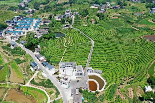 中国农村现代化农业景观图