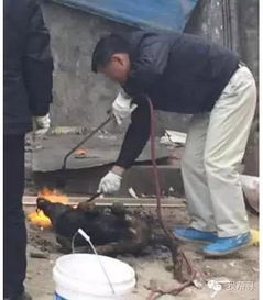 男子用煤气喷枪烧猪头下一秒燃起大火！安全意识再敲警钟