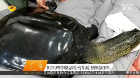 “神兽”斑鳖只剩两只公的？苏州这只孤独动物引全民关注，十万悬赏寻找雌性！
