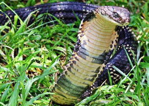 眼镜王蛇从石头洞中探头