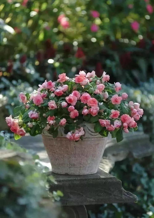 一株迷你月季小苗在陶盆中静静生长