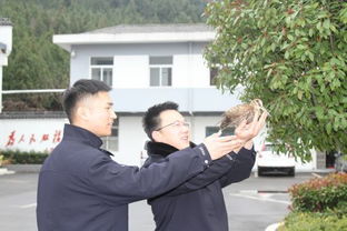 民警正在检查一只受伤的丘鹬