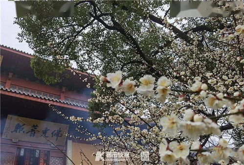 灵隐寺人流高峰时的热闹景象