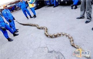 厦门翔安工地挖出巨蟒现场图