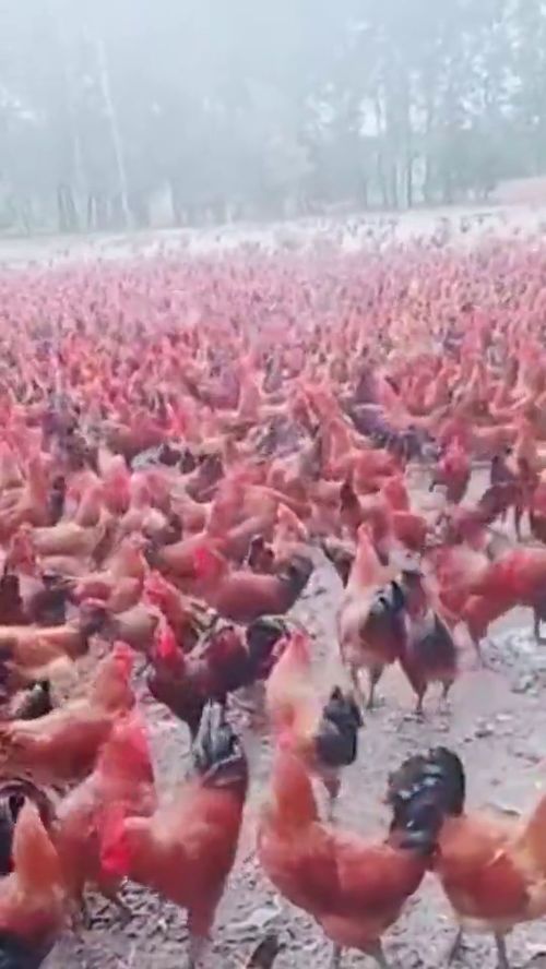 赵亮在乡村养鸡场工作