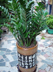 女生赠送绿植作为纪念礼物