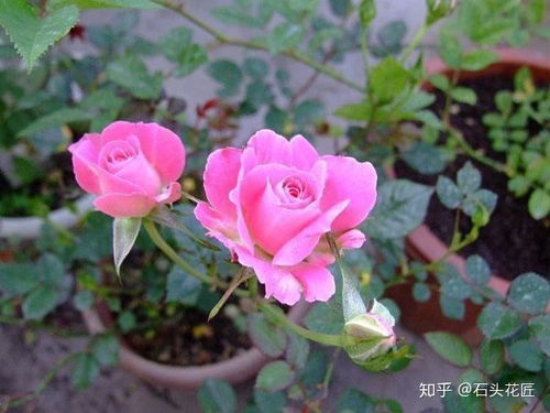 阳台上一盆盛开的白玉堂月季