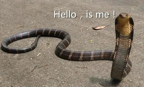 惊险一幕！眼镜王蛇频繁出没，我亲历的那些‘蛇影’时刻