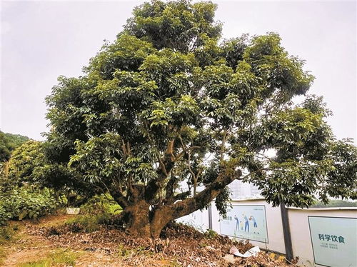 地坛公园回应&lsquo;认养树非余华本人&rsquo;事件背后，真相究竟如何？