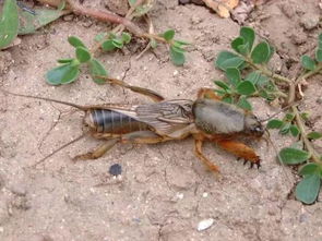 田野中蝼蛄在泥土中鸣叫