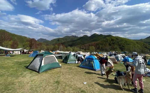 我在户外露营的照片