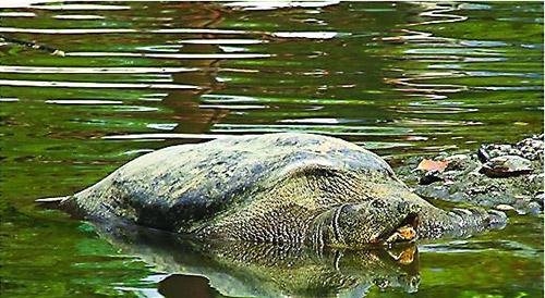 斑鳖与游客互动场景