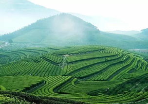 大道之行丨四百年茶路脉动 中俄友谊历久弥香