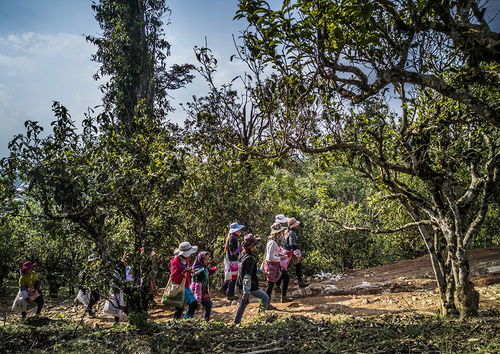 云南勐海古茶园采茶现场