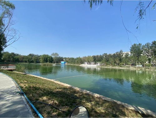 鱼缸里最快乐的小鱼上演显眼包大戏，河东公园鲤鱼为何集体‘发飙’？