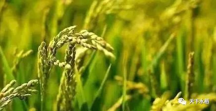 水稻抗高温基因实验图