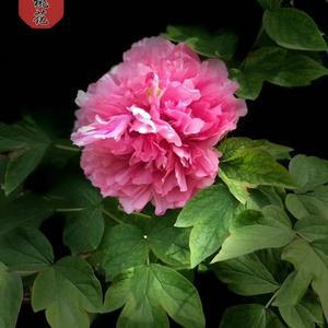 王菲在春晚舞台上深情演唱