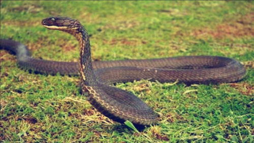 眼镜王蛇在草丛中游动